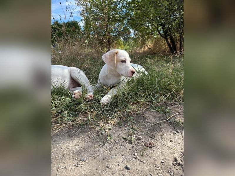 Miko sucht sein Zuhause