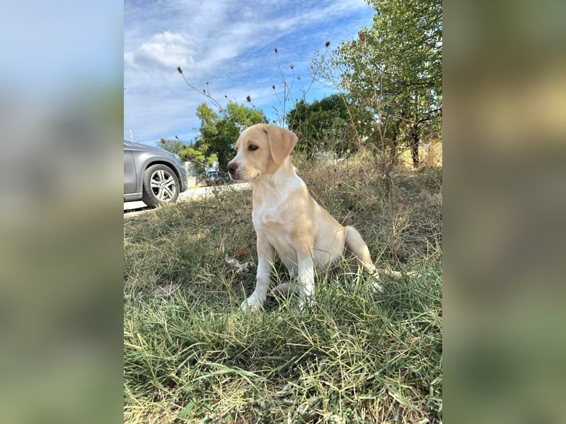 Malea sucht ihr Zuhause