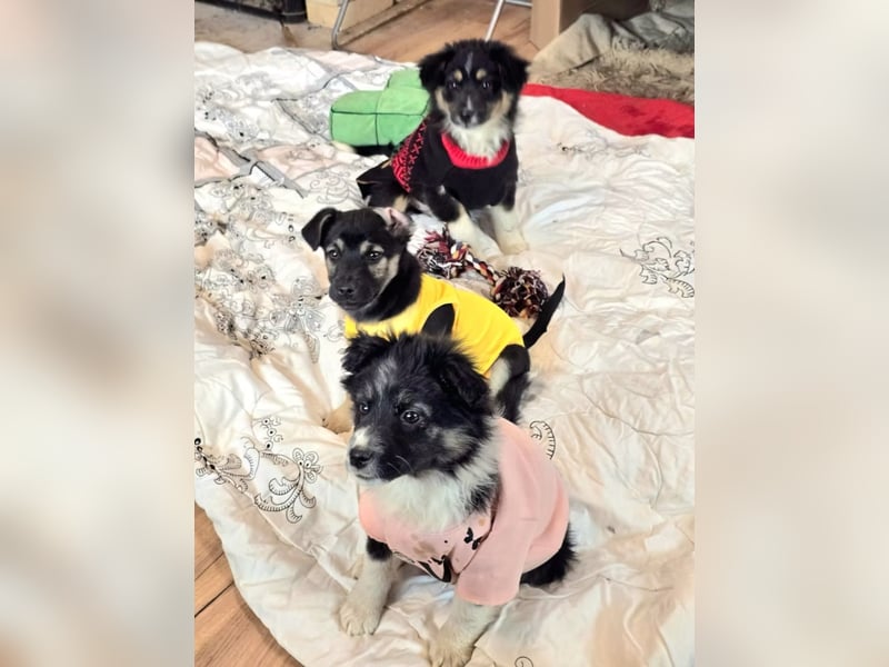 Frieda- sucht ihre Familie für immer!