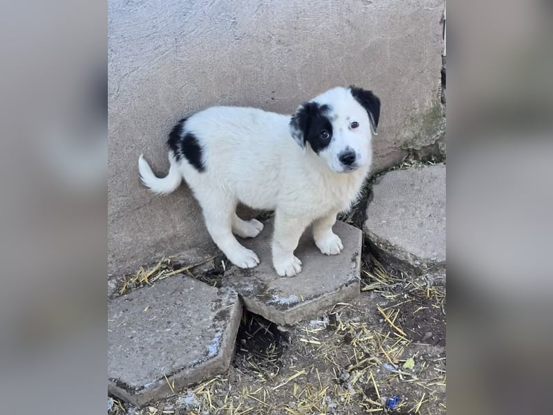 Yeti- wunderschöner Rüde sucht seine Familie für immer