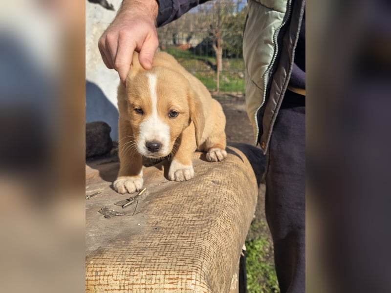 Runa- sucht ihr Zuhause für immer