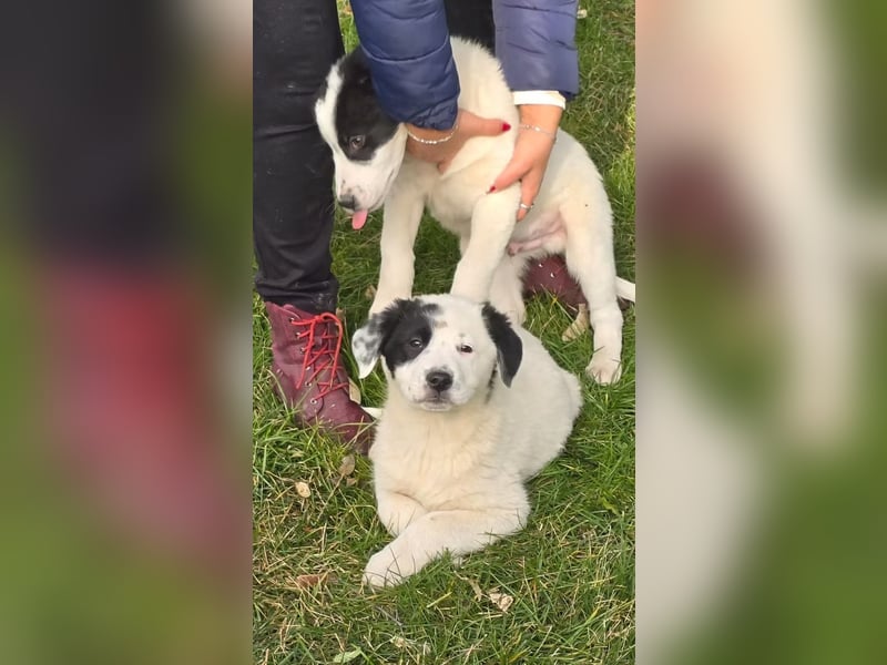 Yeti- wunderschöner Rüde sucht seine Familie für immer