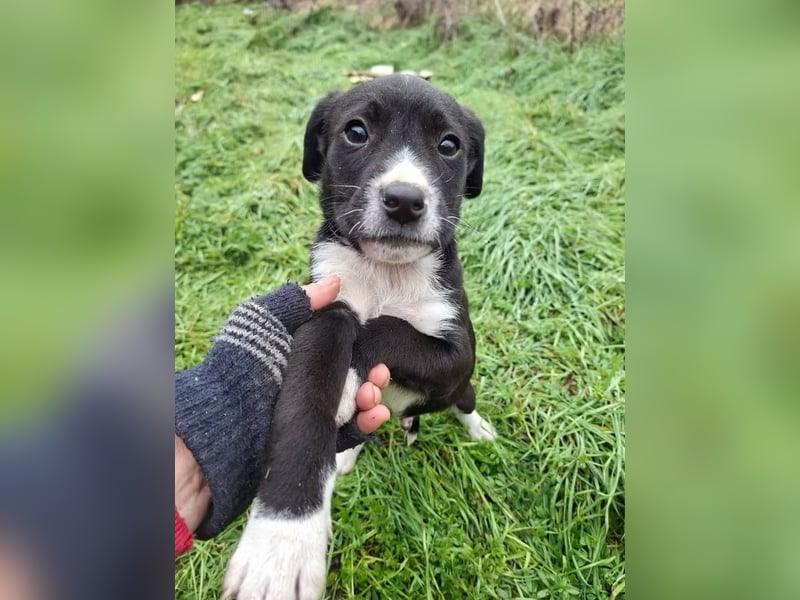Levi- der wunderschöne Levi sucht seine Familie für-immer
