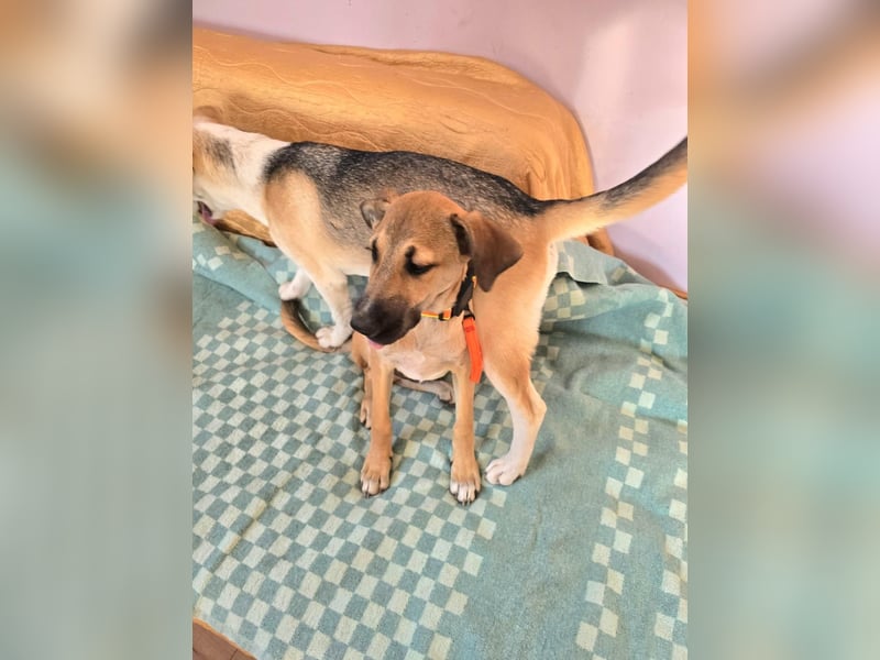 Cooper sucht sein Zuhause