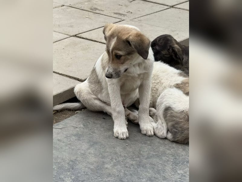 Cosmo- ist bereit seine Koffer zu packen