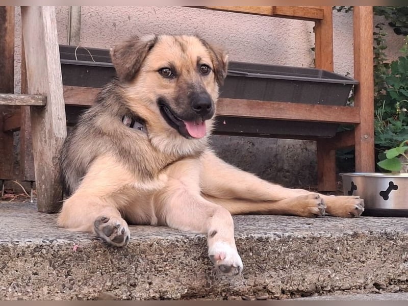 Velina