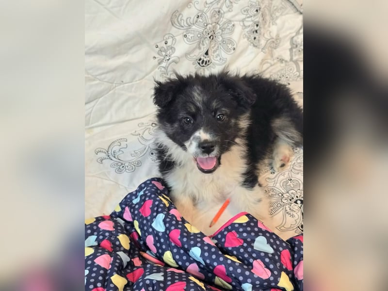 Frieda- sucht ihre Familie für immer!