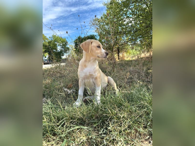 Malea sucht ihr Zuhause