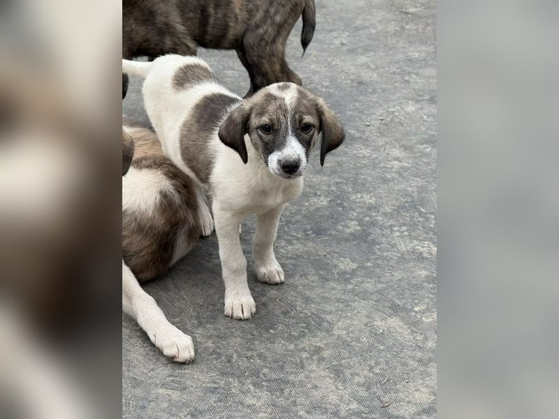 Luna- wartet auf ihr Ticket ins neue Leben. Luna- wartet auf ihr Ticket ins neue Leben.