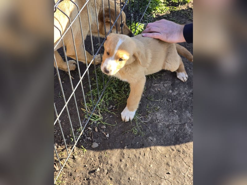 Runa- sucht ihr Zuhause für immer