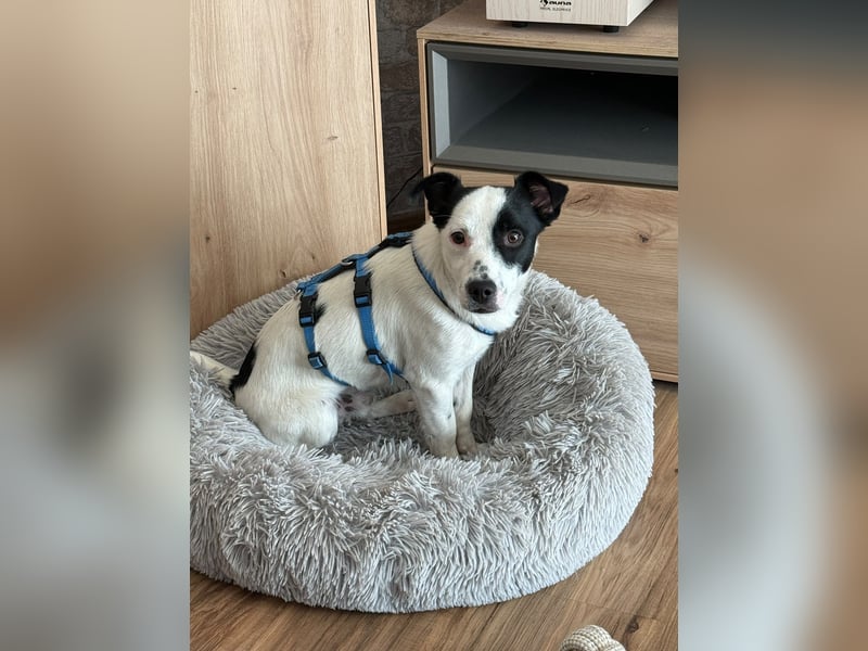 Max sucht sein Zuhause