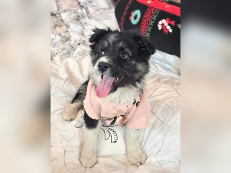 Frieda- sucht ihre Familie für immer!