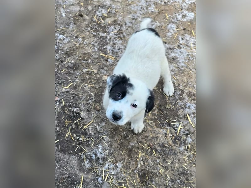 Yeti- wunderschöner Rüde sucht seine Familie für immer