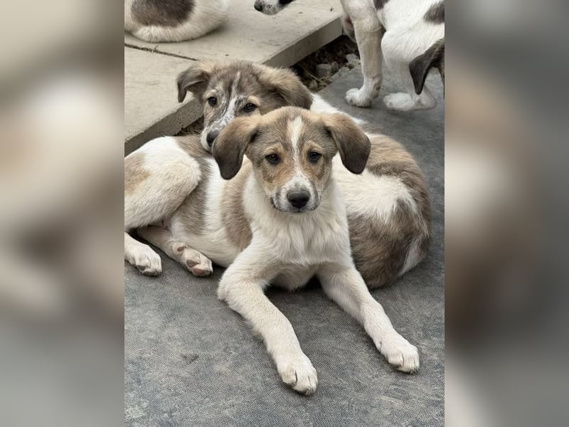 Cosmo- ist bereit seine Koffer zu packen