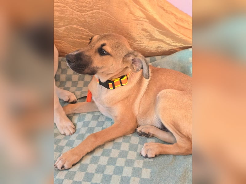 Cooper sucht sein Zuhause