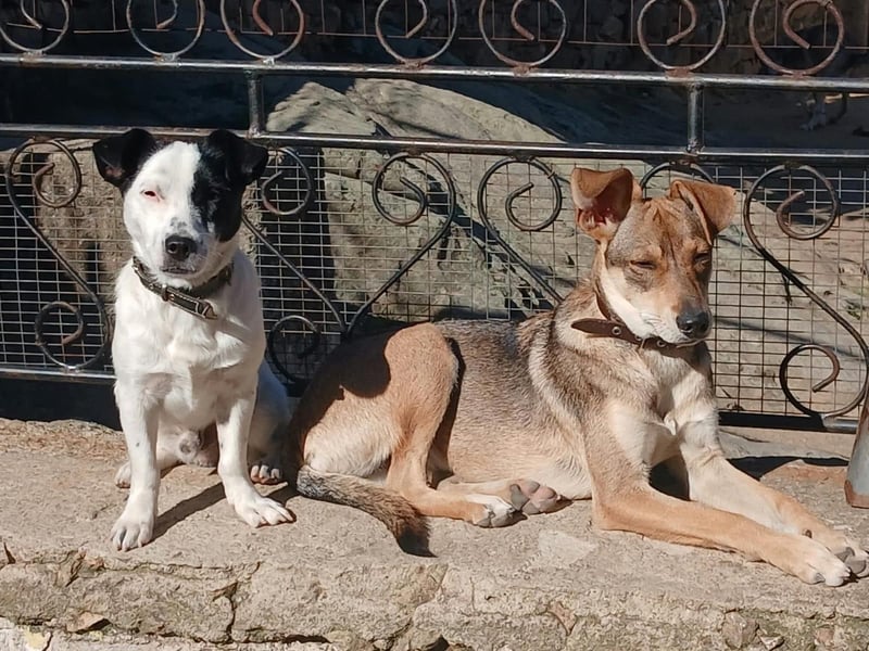 Max sucht sein Zuhause