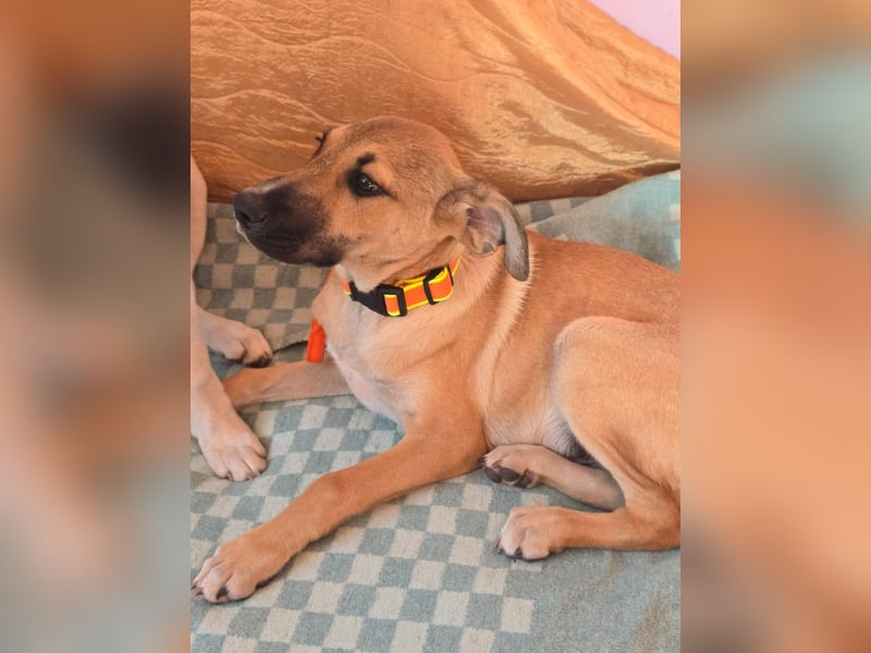Cooper sucht sein Zuhause