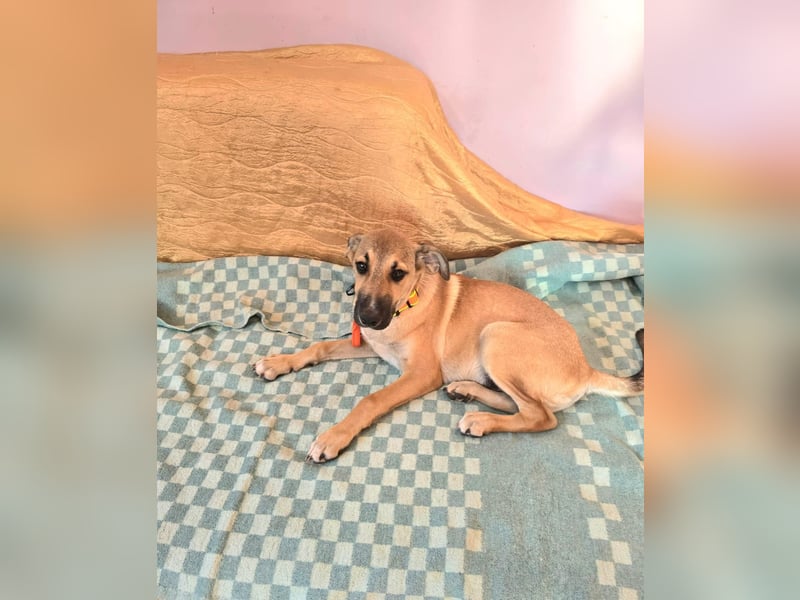 Cooper sucht sein Zuhause