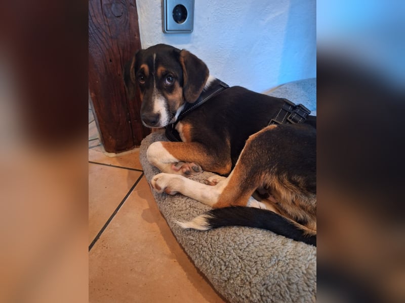 Diva sucht ihr Zuhause