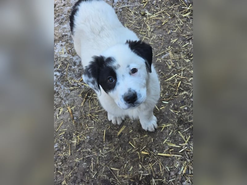 Yeti- wunderschöner Rüde sucht seine Familie für immer