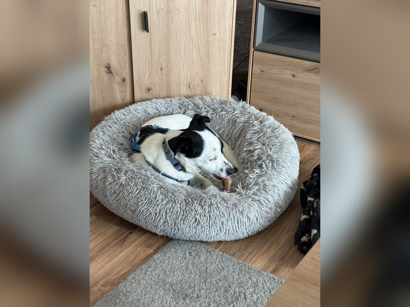 Max sucht sein Zuhause