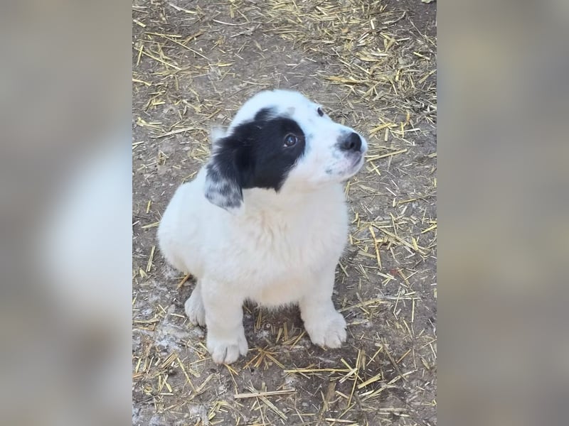 Yeti- wunderschöner Rüde sucht seine Familie für immer