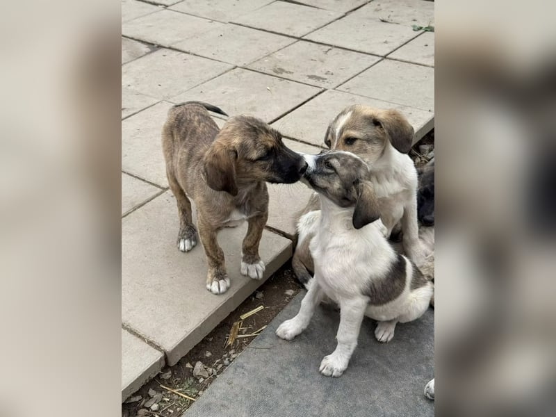 Luna- wartet auf ihr Ticket ins neue Leben. Luna- wartet auf ihr Ticket ins neue Leben.