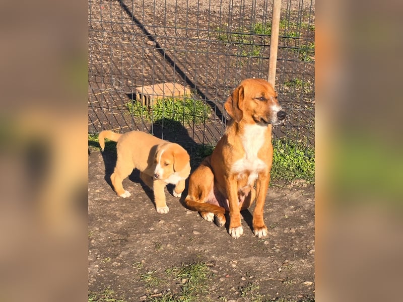 Runa- sucht ihr Zuhause für immer