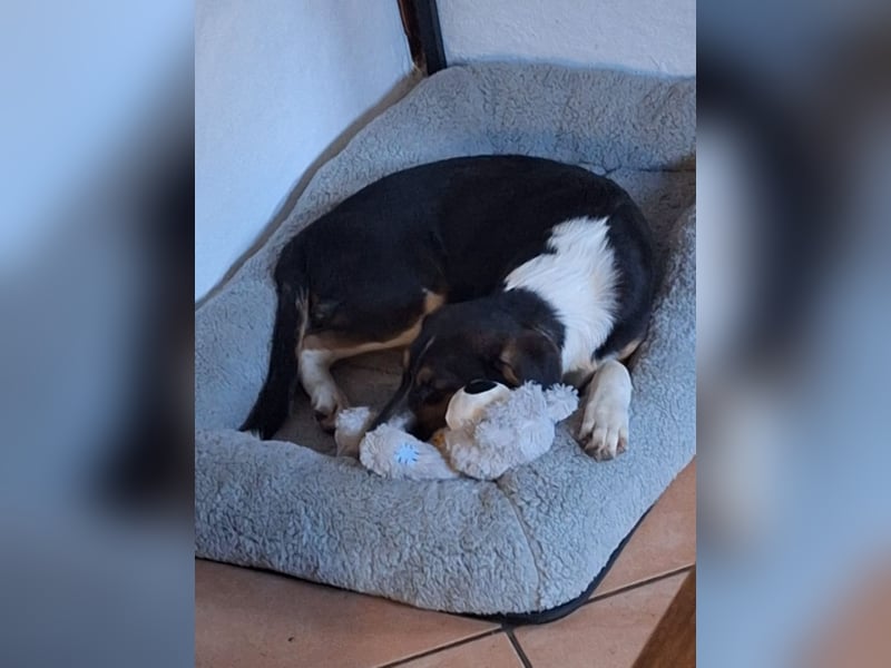 Diva sucht ihr Zuhause