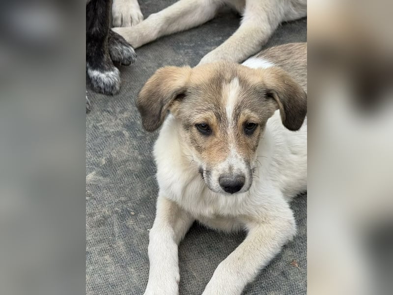 Cosmo- ist bereit seine Koffer zu packen