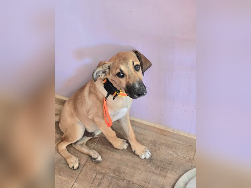 Cooper sucht sein Zuhause