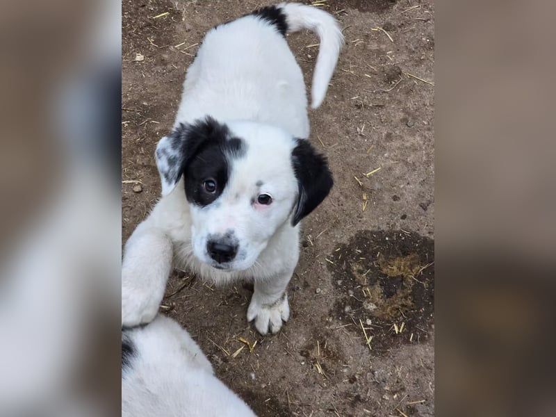 Yeti- wunderschöner Rüde sucht seine Familie für immer