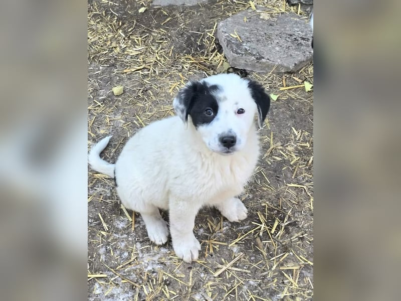 Yeti- wunderschöner Rüde sucht seine Familie für immer