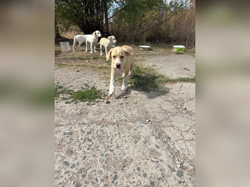 Malea sucht ihr Zuhause