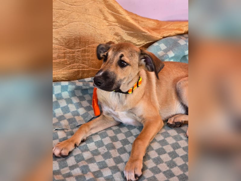 Cooper sucht sein Zuhause