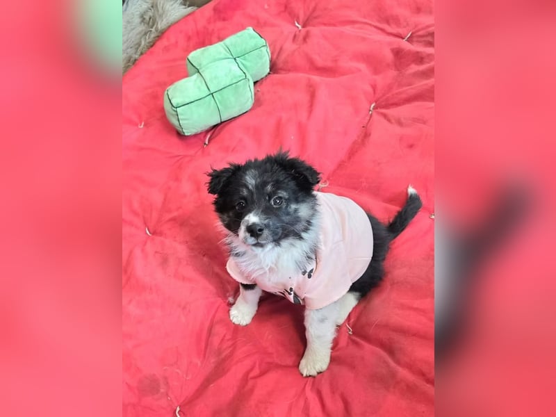 Frieda- sucht ihre Familie für immer!