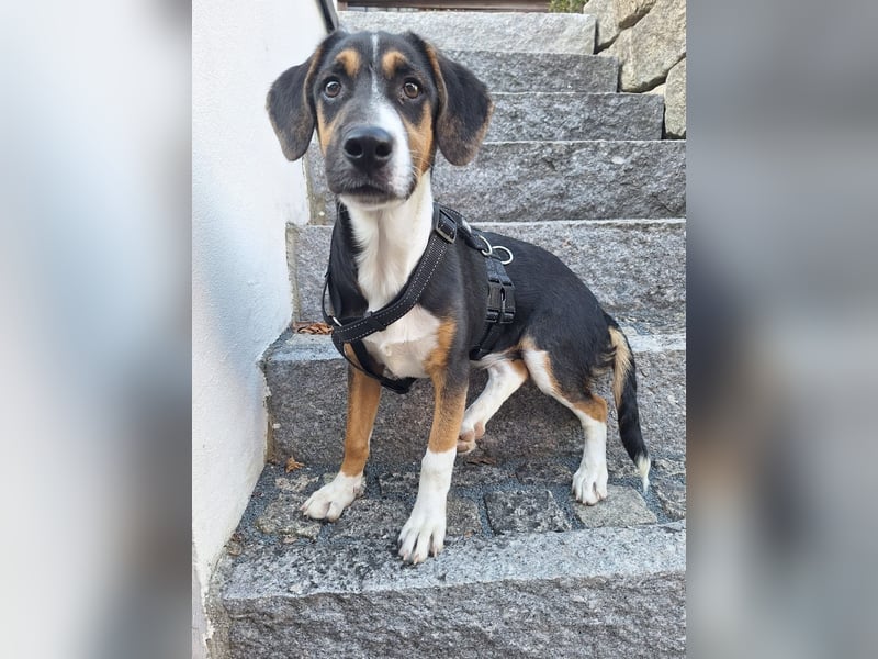 Diva sucht ihr Zuhause