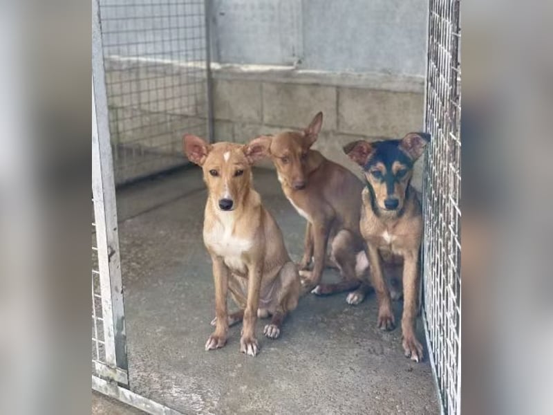 Mateo sucht sicheres und warmes Körbchen!