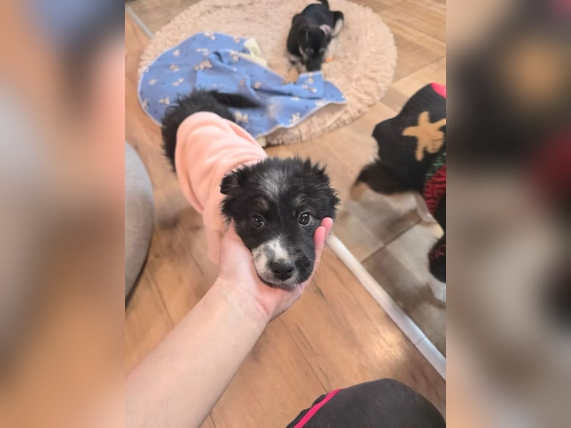 Frieda- sucht ihre Familie für immer!