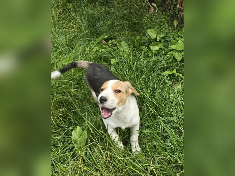 Dala- ist bereit ihr für immer zuhause zu finden