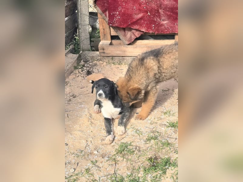 Levi- der wunderschöne Levi sucht seine Familie für-immer
