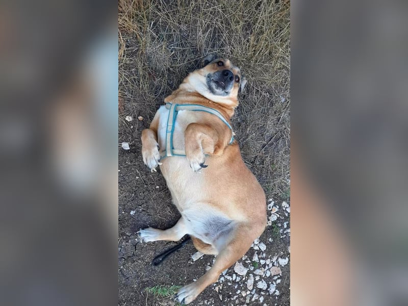 Anna- Sanfte Seele sucht ruhiges Zuhause! Anna- Sanfte Seele sucht ruhiges Zuhause!