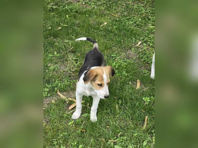 Dala- ist bereit ihr für immer zuhause zu finden