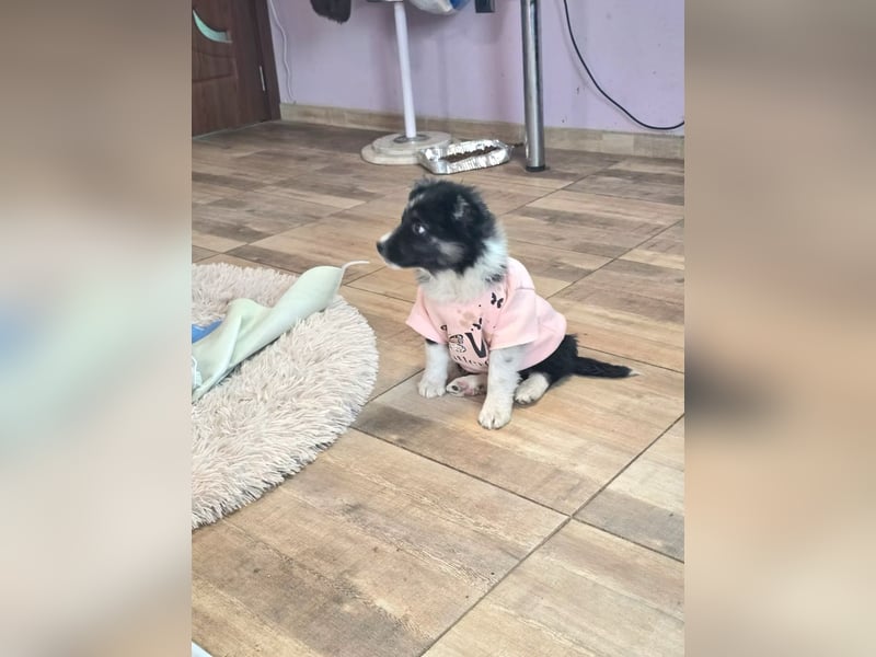 Frieda- sucht ihre Familie für immer!