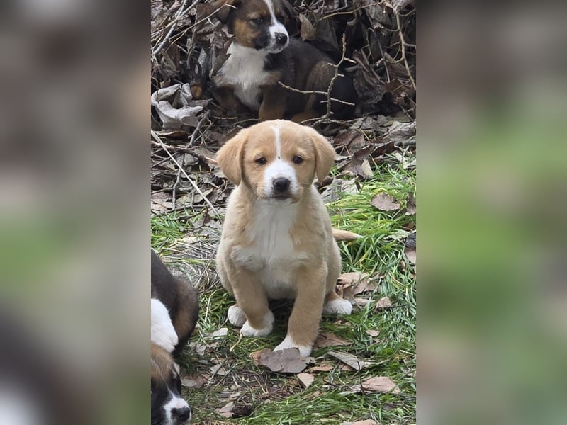 Runa- sucht ihr Zuhause für immer