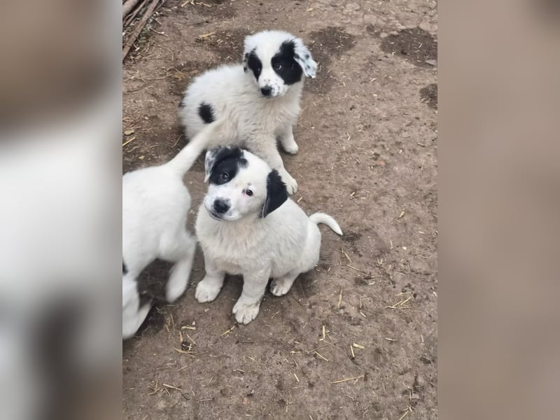 Yeti- wunderschöner Rüde sucht seine Familie für immer