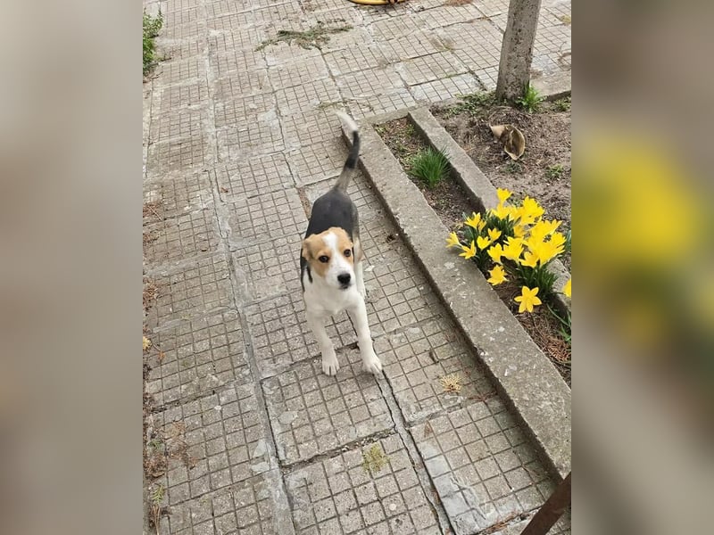 Dala- ist bereit ihr für immer zuhause zu finden