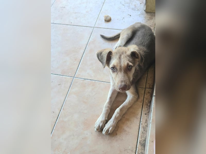 Toffee sucht sein "Für-immer-Zuhause"