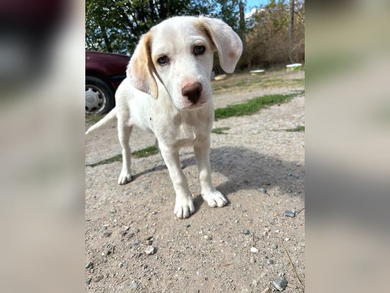 Miko sucht sein Zuhause