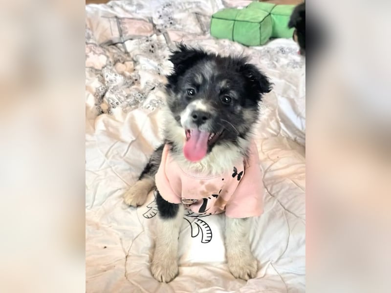 Frieda- sucht ihre Familie für immer!